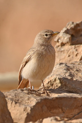 Ammomanes deserti