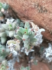 Trichodiadema setuliferum