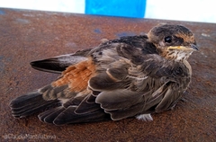 Petrochelidon fulva