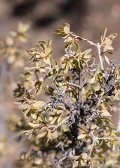 Symphoricarpos longiflorus