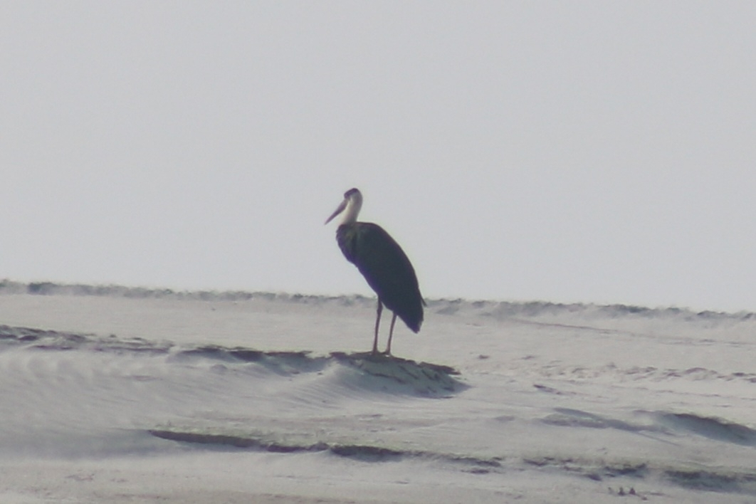 Asian Woolly-necked Stork