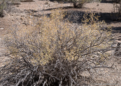 Symphoricarpos longiflorus