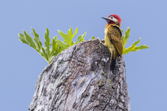 Colaptes punctigula