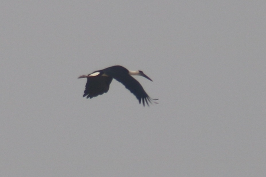Asian Woolly-necked Stork