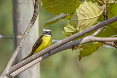 Myiozetetes cayanensis