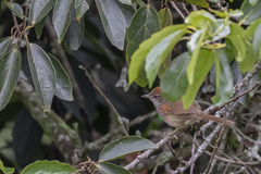 Synallaxis albescens