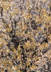 Symphoricarpos longiflorus