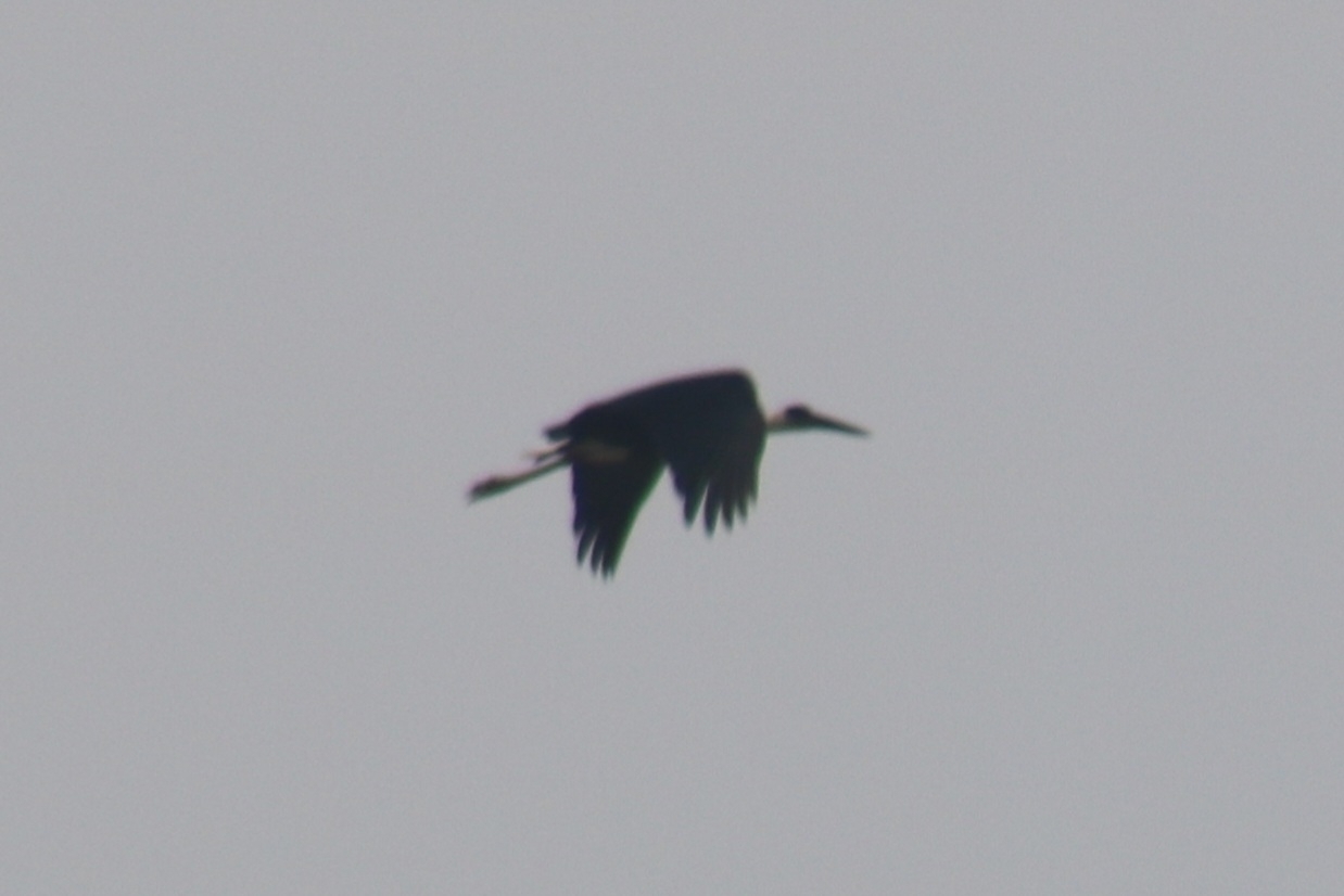 Asian Woolly-necked Stork