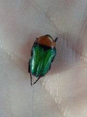 Leucocelis amethystina