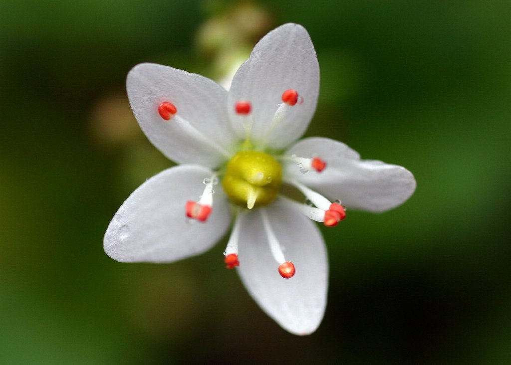 wood saxifrage