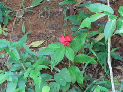 Chamaecostus lanceolatus