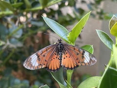 Acraea petraea