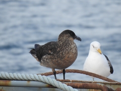 Stercorarius chilensis