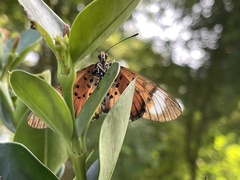 Acraea petraea