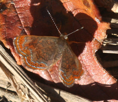 Riodinidae