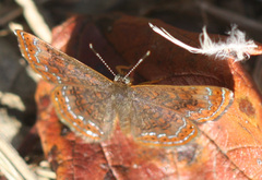 Riodinidae