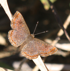 Riodinidae