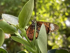 Acraea petraea