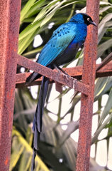 Lamprotornis caudatus