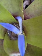 Neoregelia