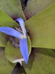 Neoregelia