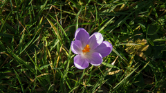 Crocus