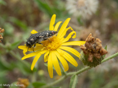 Acmaeodera rubronotata
