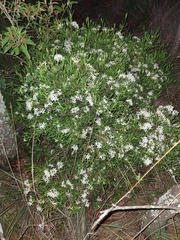 Pavetta lanceolata