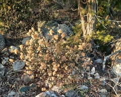 Ageratina havanensis