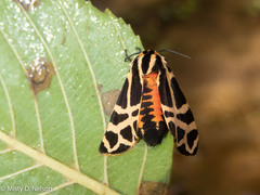 Apantesis incorrupta