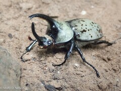 Dynastes grantii