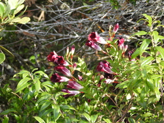 Allamanda blanchetii