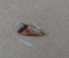 Pyrausta antisocialis