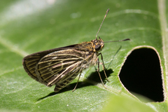 Callimormus interpunctata