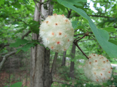 Callirhytis seminator