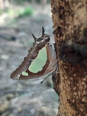 Polyura agraria