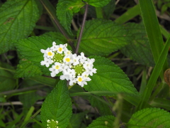 Lantana hirta
