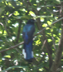 Trogon