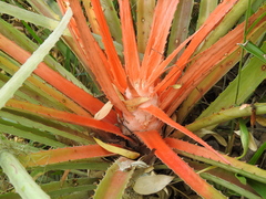 Bromelia balansae