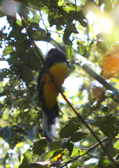 Trogon