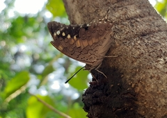 Charaxes solon