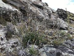 Silene turczaninovii
