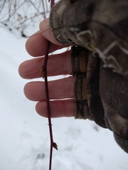 Zanthoxylum americanum