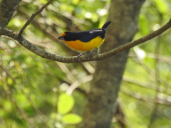 Euphonia violacea