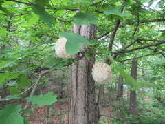 Callirhytis seminator