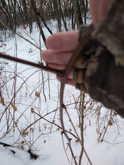 Zanthoxylum americanum