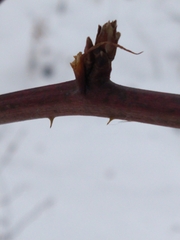 Zanthoxylum americanum