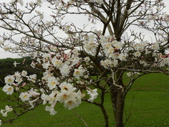 Tabebuia roseoalba
