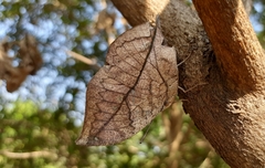 Kallima horsfieldii