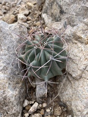 Ferocactus wislizeni
